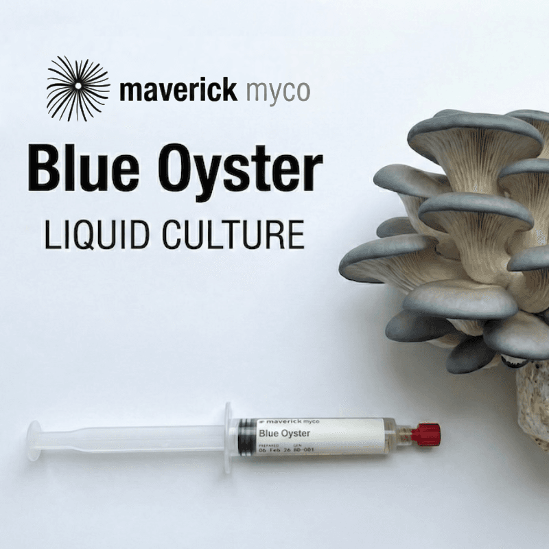 Blue Oyster Liquid Culture